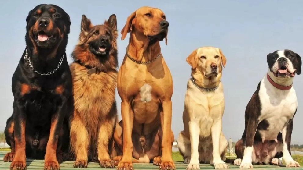 The best guard dog breeds