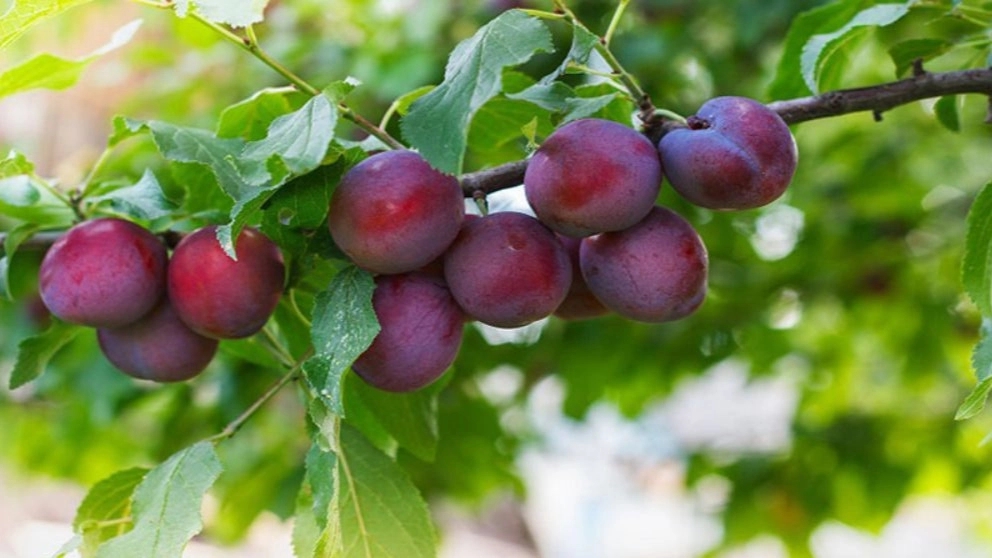 میوه خشک آلو خاکی