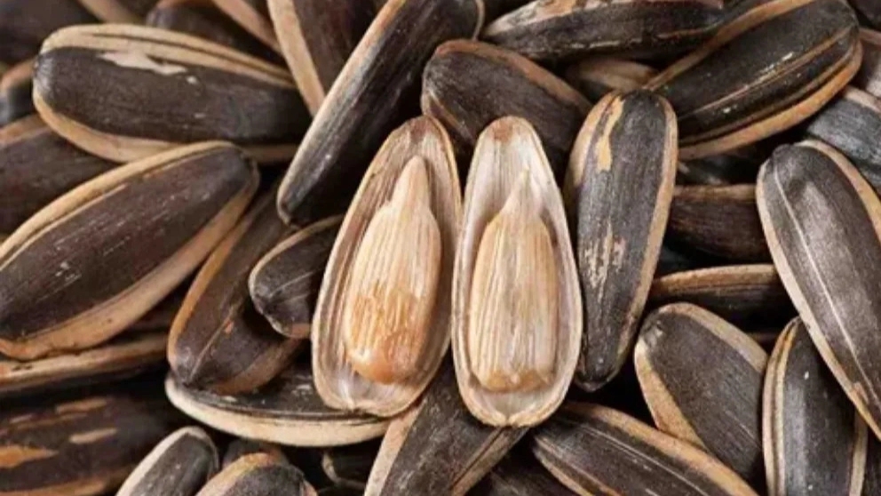 The reasons for empty sunflower seeds