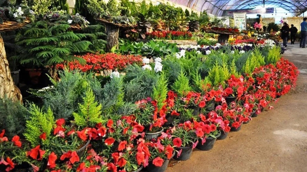 All kinds of ornamental flowers