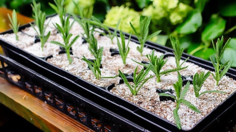 What is perlite and how to use it?