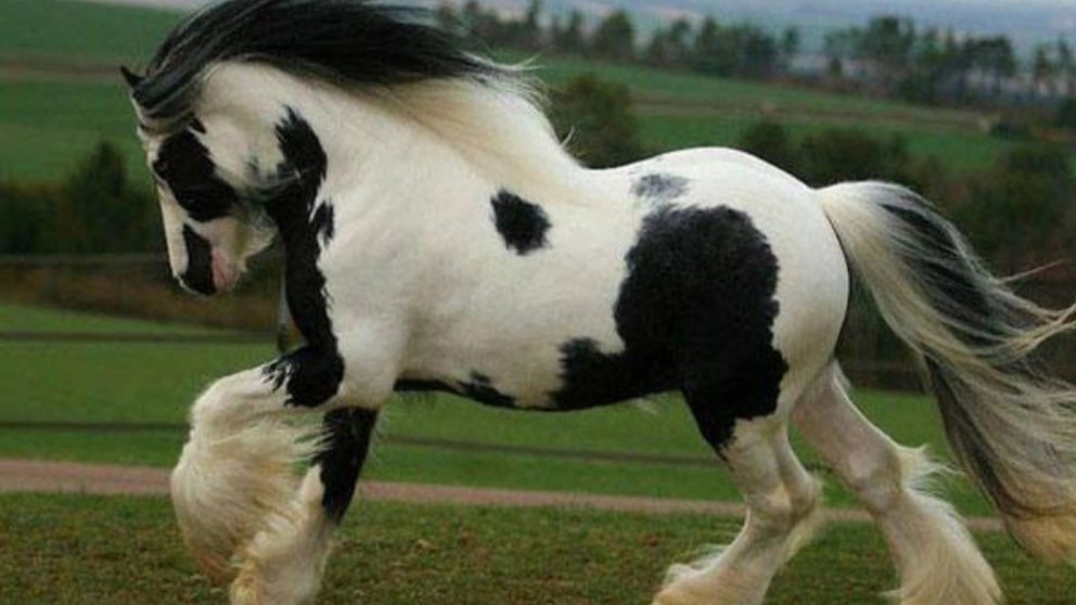 Familiarity with different horse breeds
