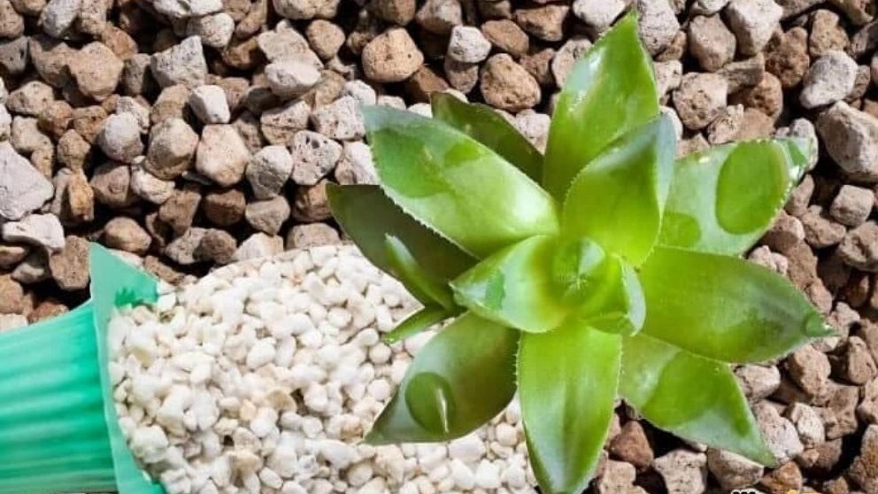 What is perlite and what are its uses?