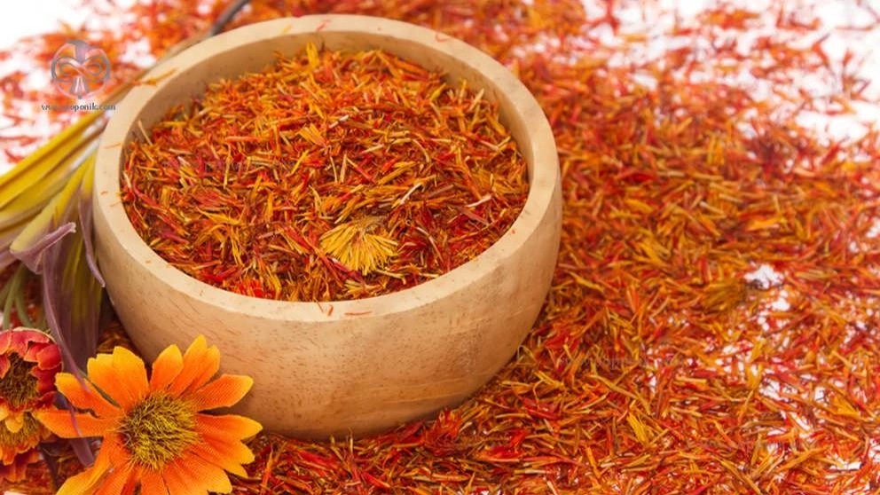 همه چیز درباره گیاه گلرنگ