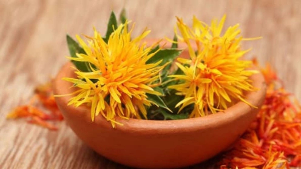 همه چیز درباره گیاه گلرنگ