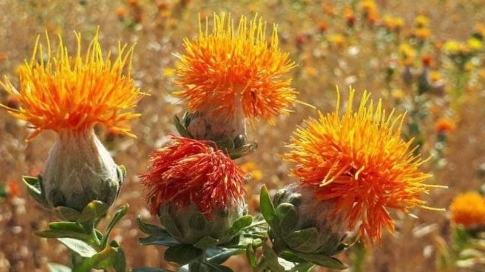 Everything about the safflower plant