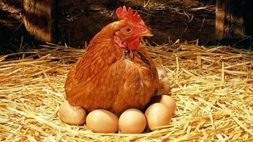 Characteristics and properties of Super Chicken