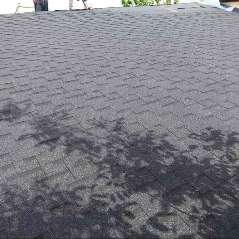 Shingle Dragon