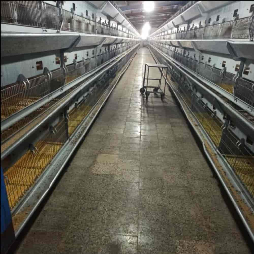 قفص الدجاجة الأوتوماتيكي بالكامل