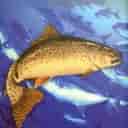 Cold blue fish breeding farm in Some Sera monastery