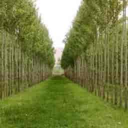 Ehsan Mirzaei Nursery in Miandoab