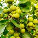 New Iranian walnut nursery in West Azerbaijan