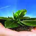 Sputa Vermic Compost, Wash and Compost Production in West Azerbaijan Urmia