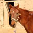 Pandar horse breeding complex in Sirjan