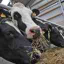 Zero to one hundred farmer livestock services in Mashhad