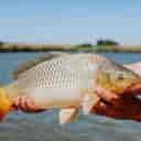 Buying and selling all kinds of hot fish, Amur carp, Phytofag Farrokhzad, in Behshahr, Mazandaran
