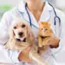 Dr. Vahid Nosrati veterinary clinic and pet shop in Astana Ashrafieh, Gilan