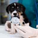 Simorgh Veterinary Clinic Dr. Elham Hashemi in Shiraz