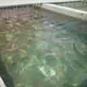 Abad Karaj Fish House
