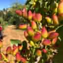 Production and supply of pistachio seedlings by Zarezadeh in Mehriz