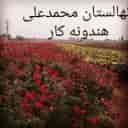 Production and sale of Dutch roses and transplanted citrus seedlings in Dezful, Khuzestan