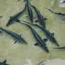 Moghadam sturgeon farm, sturgeon breeding in Ramsar