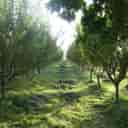 Shahr Iranian garden, relocation and transfer of high trees in Karaj