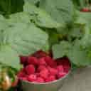 Aghajani raspberry farm in Sangar Gilan