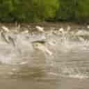 Rajabzadeh Garmabi fish production and propagation, Garmab fish production and breeding in Langrod, Gilan