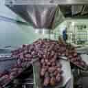 Ameri packing workshop, dates and rice packing in Shadgan, Khuzestan