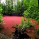 Sadegh Kouhestani Residence, rent and reserve a forest villa in Chalus