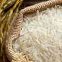 Sorting Alavi rice, selling Tarem Hashemi Iranian rice in Mahmoudabad, Mazandaran