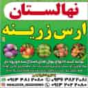 Golden Ars Nursery