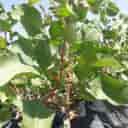 Pistachio Pistachio Nursery