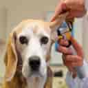 Huko Veterinary Clinic