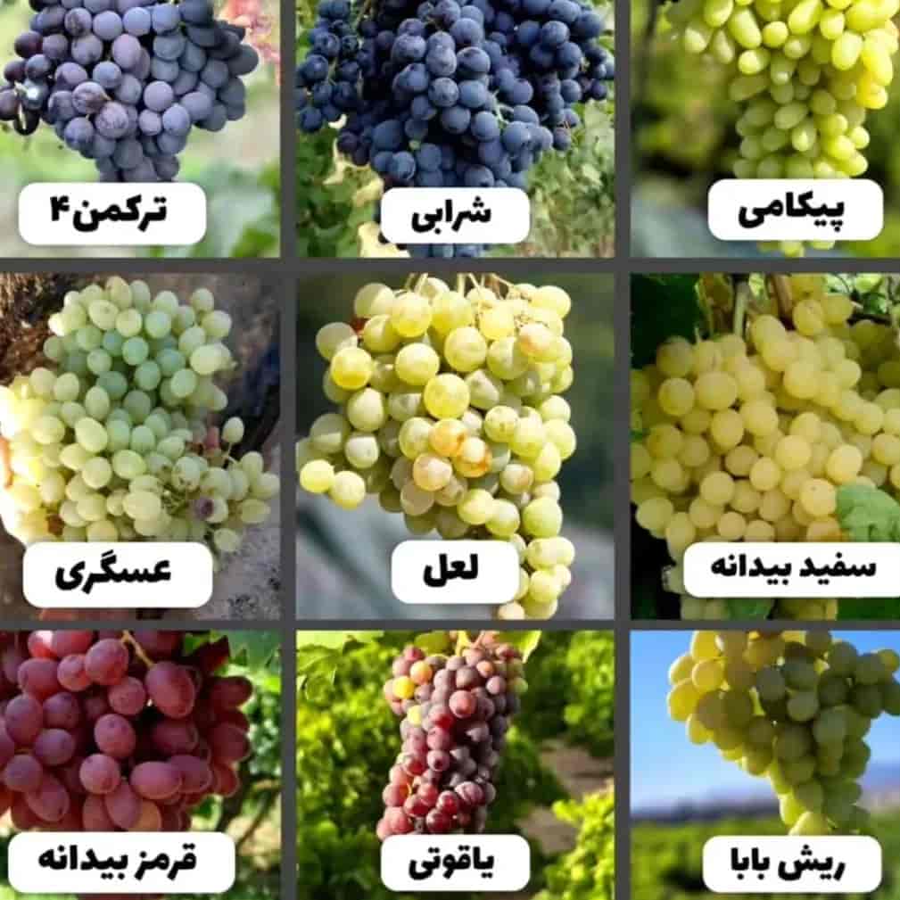 1771325401535.webp 1771325401535.webp