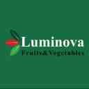 Luminova Trading, export of agricultural products of lettuce, cabbage and celery in Karaj