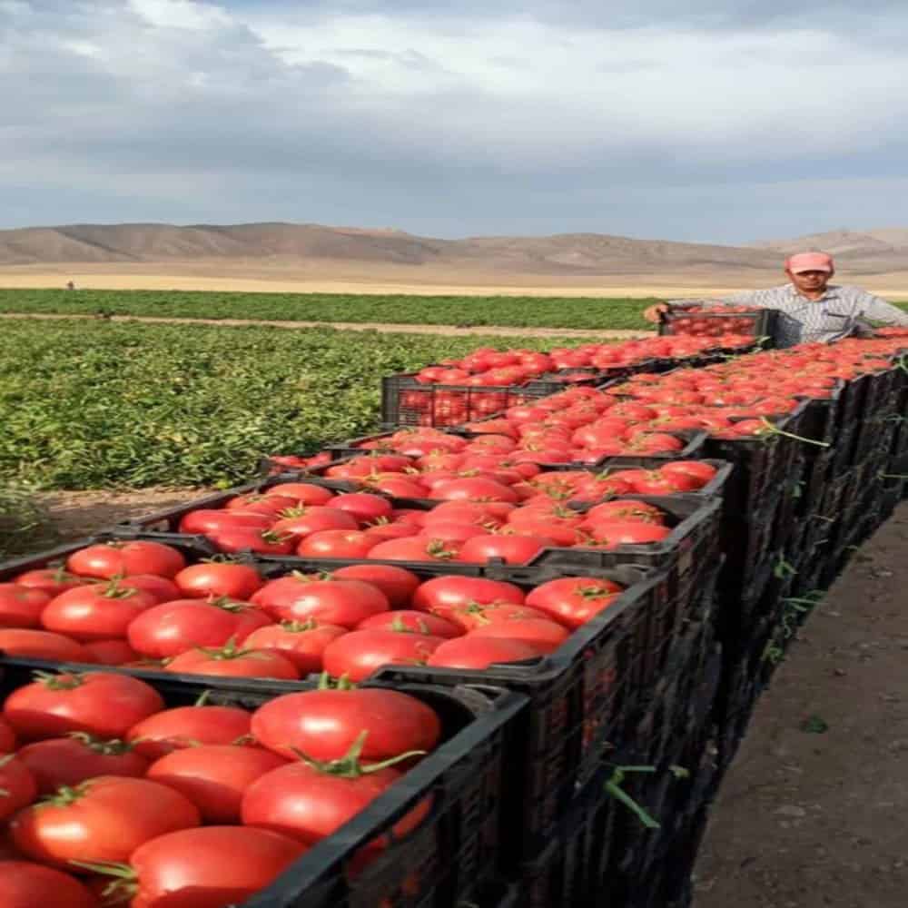 بريوش بالطماطم