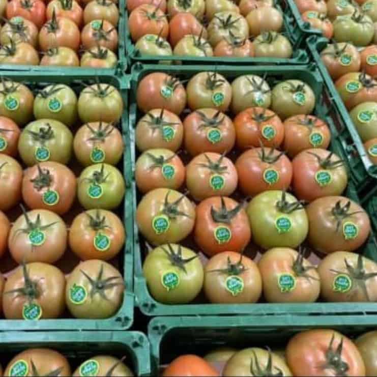 Greenhouse tomatoes