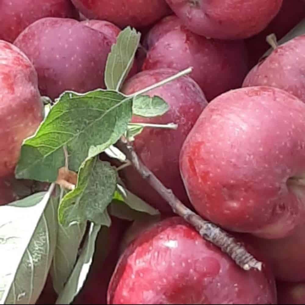 Luxury apple tree