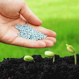 Distribution of poison, fertilizer, seeds and agricultural tools of the Sediqi family in Razvanshahr, Gilan