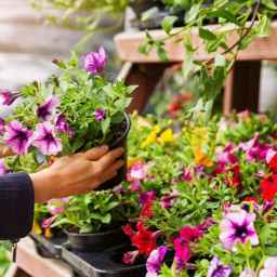 Ehsan Classic flower shop in Urmia
