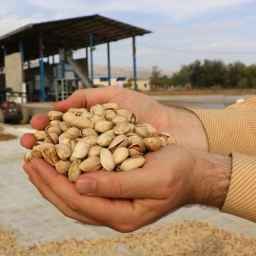 Manufacturer of pistachio processing terminals in Rafsanjan