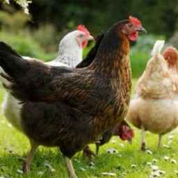 Wholesale sale of Brahma Faizi chickens and roosters in Gilan
