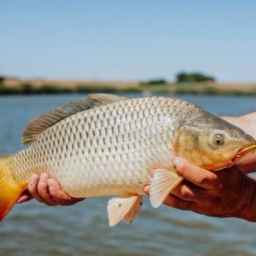Buying and selling all kinds of hot fish, Amur carp, Phytofag Farrokhzad, in Behshahr, Mazandaran