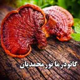 Ganoderma Nurmohamedian, production and distribution of pure Ganoderma mushroom in Kerman