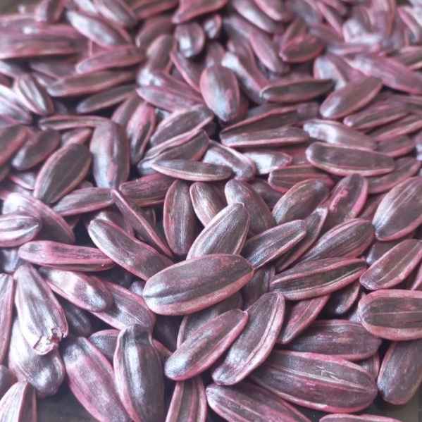بذور عباد الشمس الهجينة