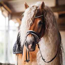 Gil Horse, Rasht Gilan'da at eğitimi