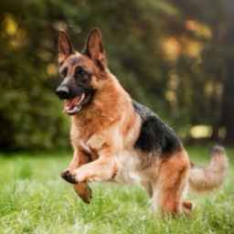 Nasirian Dog Breeding, Doberman German Guard Apartment Dog Breeding Center in Karaj
