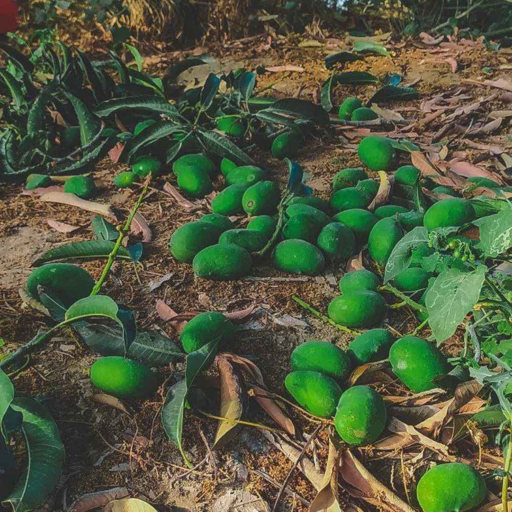 Mango